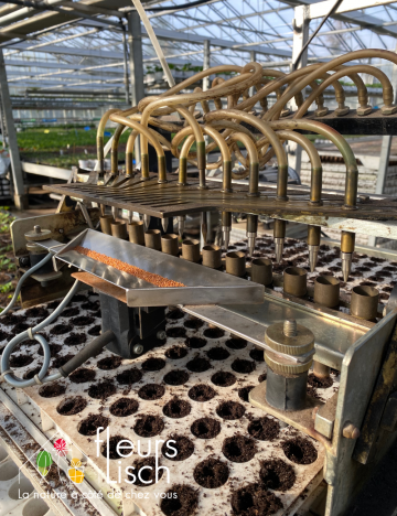 semence des Annuelles