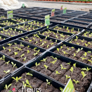 semi légumes