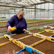 semi légumes