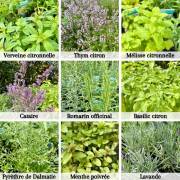 Plantes aromatiques