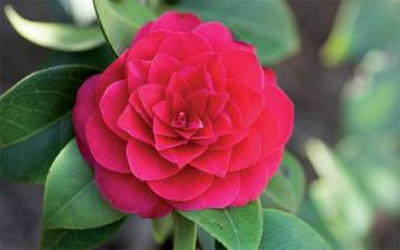 plantes de terre de bruyère