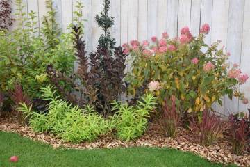 plantes de terre de bruyère