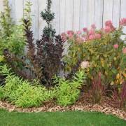 plantes de terre de bruyère