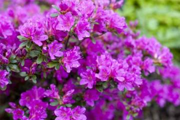 plantes de terre de bruyère