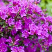 plantes de terre de bruyère