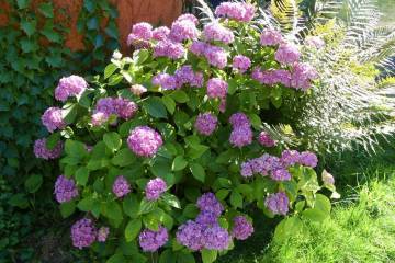 plantes de terre de bruyère