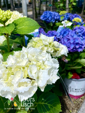 plantes de terre de bruyère