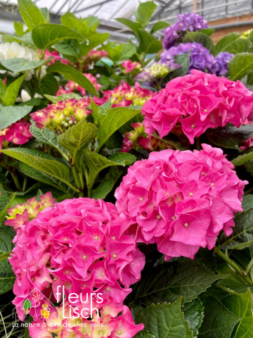 plantes de terre de bruyère