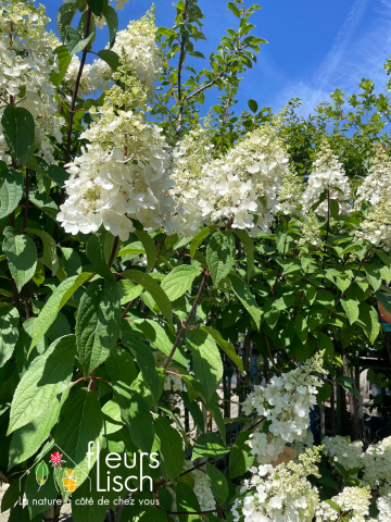 plantes de terre de bruyère