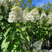 plantes de terre de bruyère