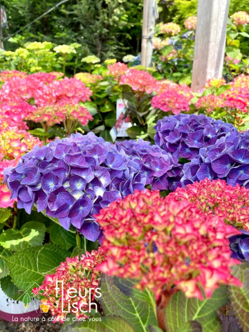 plantes de terre de bruyère