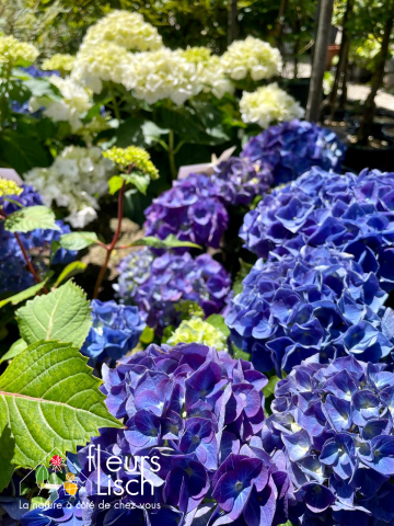 plantes de terre de bruyère