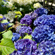 plantes de terre de bruyère