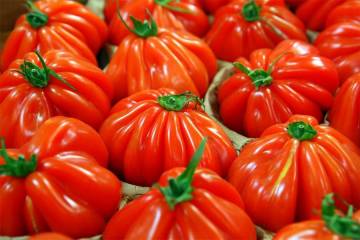 tomates