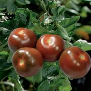 tomates