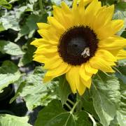 tournesol