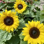 tournesol