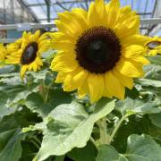 tournesol