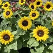 tournesol