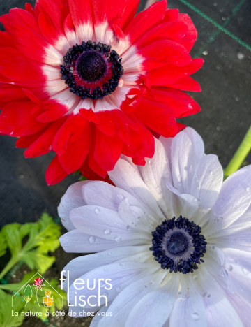 Vivaces de printemps