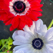 Vivaces de printemps