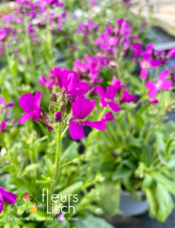 Vivaces de printemps