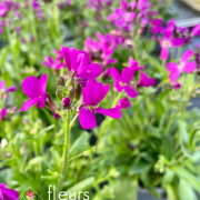 Vivaces de printemps