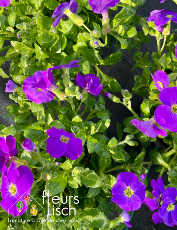 Vivaces de printemps