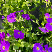 Vivaces de printemps