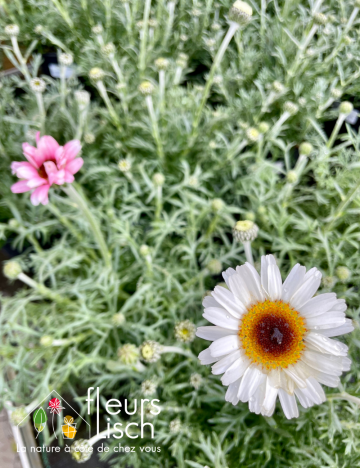 Vivaces de printemps