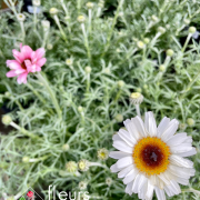 Vivaces de printemps