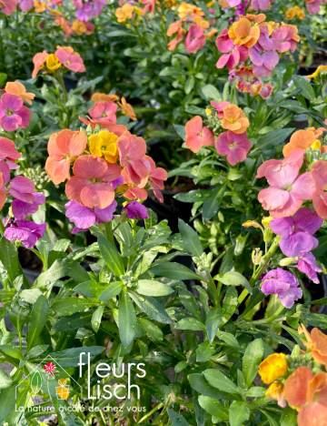 Vivaces de printemps