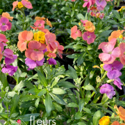 Vivaces de printemps