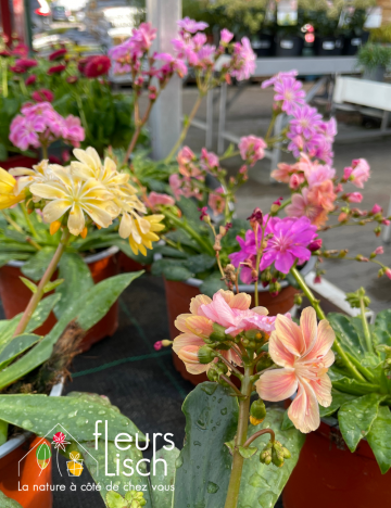 Vivaces de printemps