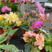 Vivaces de printemps