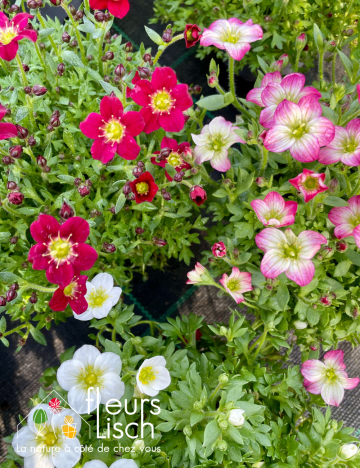 Vivaces de printemps