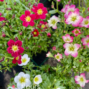 Vivaces de printemps