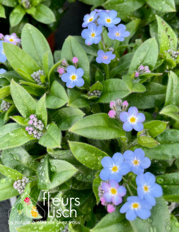 Vivaces de printemps