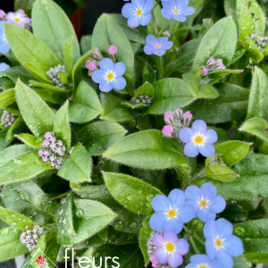 Vivaces de printemps