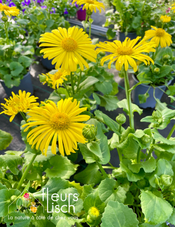 Vivaces de printemps