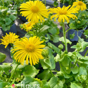 Vivaces de printemps