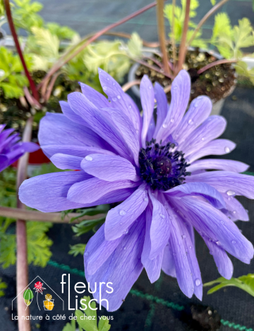 Vivaces de printemps