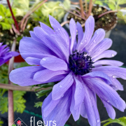 Vivaces de printemps