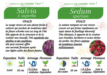 Vivaces été