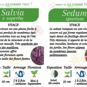 Vivaces été