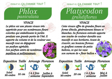 Vivaces été