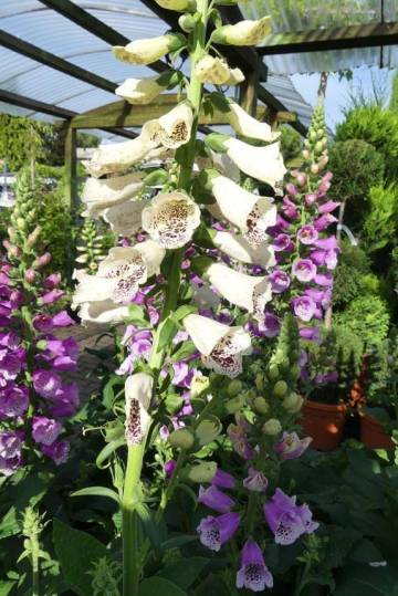 Vivaces de la production Fleurs Lisch