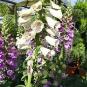 Vivaces de la production Fleurs Lisch