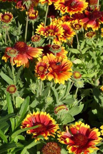 Vivaces de la production Fleurs Lisch