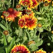 Vivaces de la production Fleurs Lisch